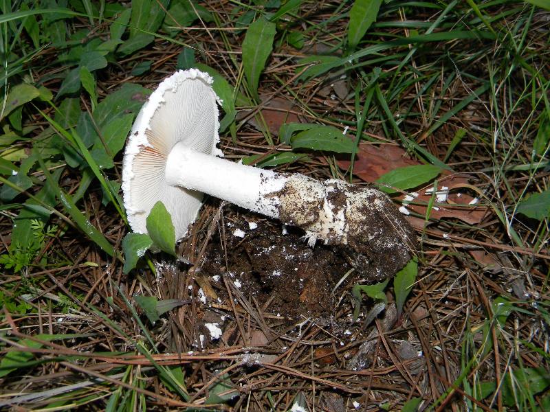 1) Fotogr. il 13.11.12.sotto pineta marina con leccio