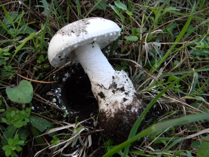 32) Fotogr. il13.11.12. sotto pineta marina con Leccio