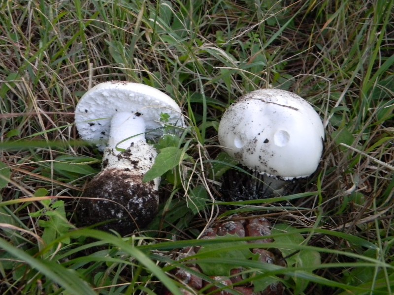 32) Fotogr. il13.11.12. sotto pineta marina con Leccio