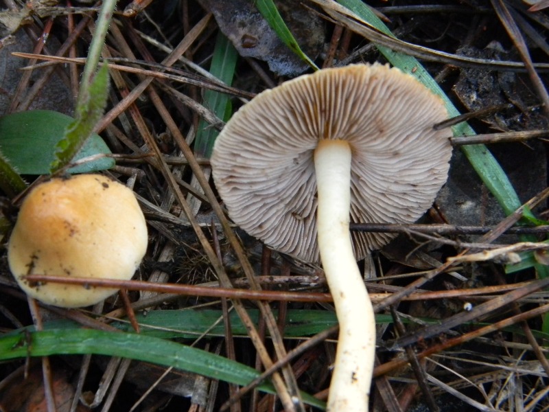 4) Fotogr. il 13.11.12. sotto Pnera marina con Leccio