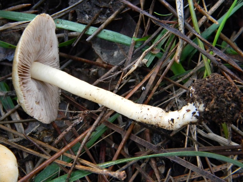 4) Fotogr. il 13.11.12. sotto Pnera marina con Leccio