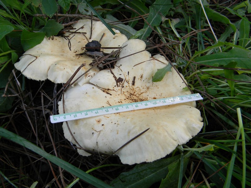 19) Fotogr. il 13.11.12. sotto pineta marina con Leccio