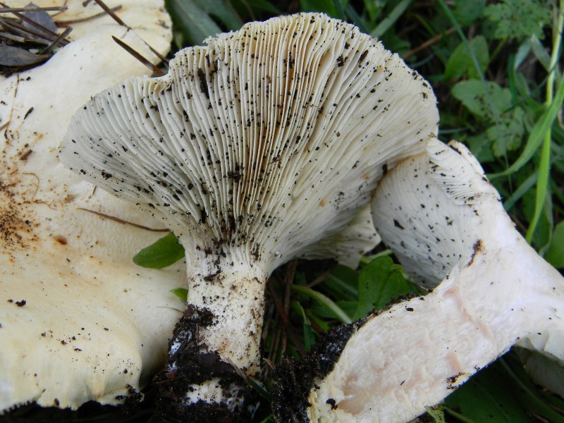 19) Fotogr. il 13.11.12. sotto pineta marina con Leccio