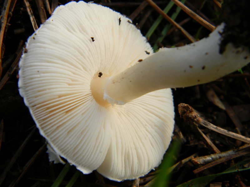 5) Fotogr. il 13.11.12. sotto pineta marina con Leccio