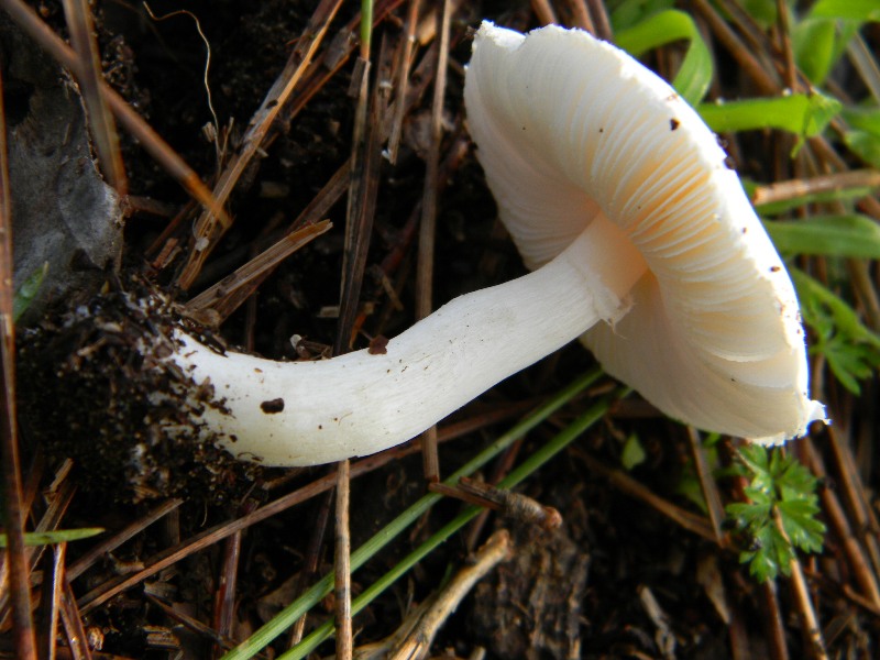 5) Fotogr. il 13.11.12. sotto pineta marina con Leccio