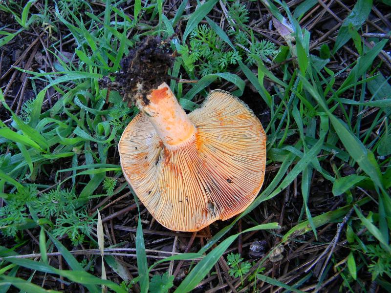 31) Fotogr. il.13.11.12. sotto pineta marina con Leccio