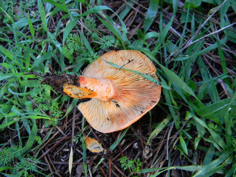 31) Fotogr. il.13.11.12. sotto pineta marina con Leccio