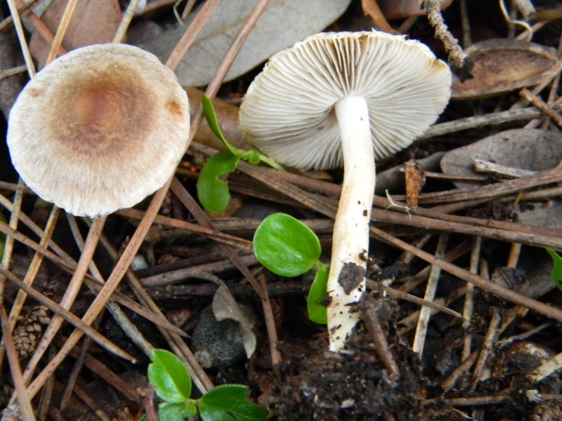 34) Fotogr. il 13.11.12. sotto pineta marina con Leccio