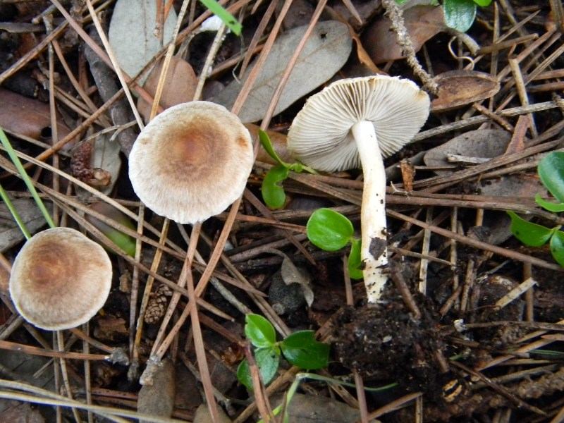 34) Fotogr. il 13.11.12. sotto pineta marina con Leccio