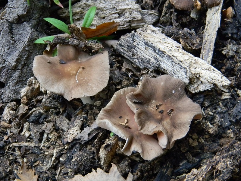 3) Fotogr.il 23.08.2014.sotto Quercia legnicolo