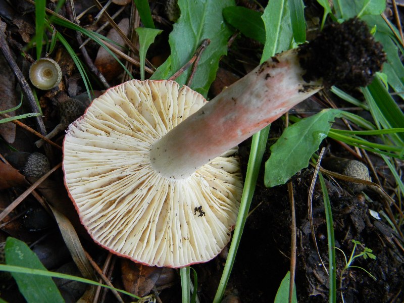 7) Fotogr. il 13.11.12. sotto pineta marina  con Leccio