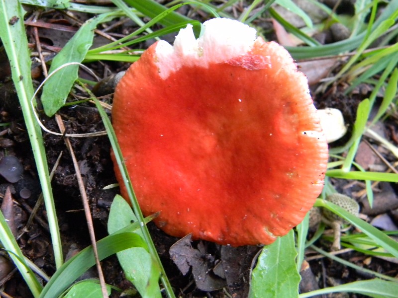 7) Fotogr. il 13.11.12. sotto pineta marina  con Leccio