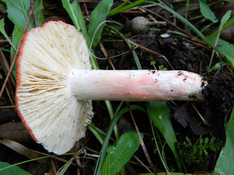 7) Fotogr. il 13.11.12. sotto pineta marina  con Leccio