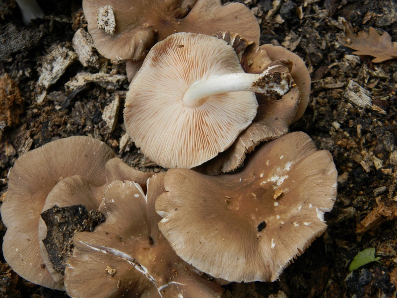 3) Fotogr.il 23.08.2014.sotto Quercia legnicolo