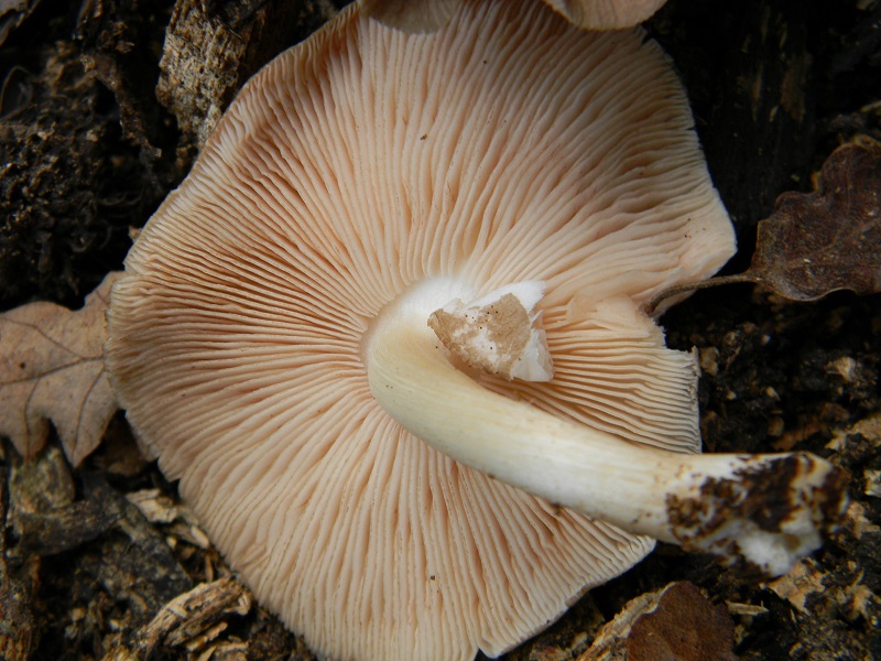 3) Fotogr.il 23.08.2014.sotto Quercia legnicolo