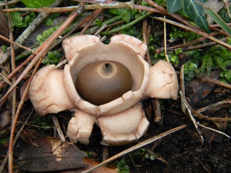 13) Fotogr. il 13.11.12. sotto pineta marina con Leccio