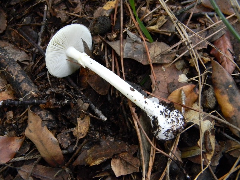 14) Fotogr. il 13.11.12. sotto pineta marina con Leccio