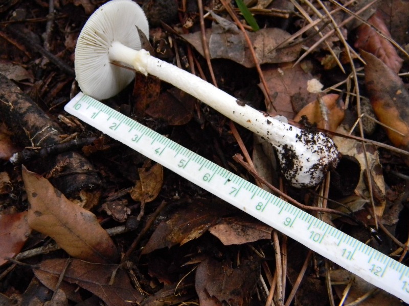 14) Fotogr. il 13.11.12. sotto pineta marina con Leccio