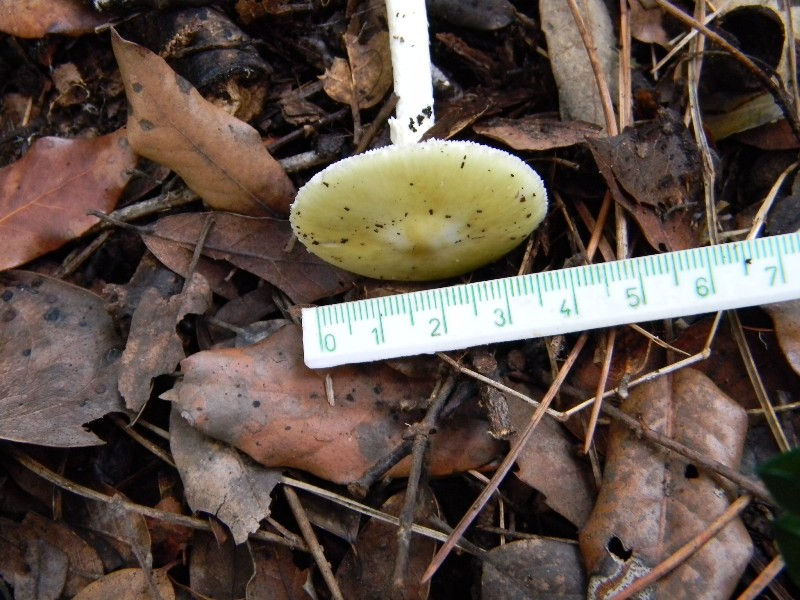 14) Fotogr. il 13.11.12. sotto pineta marina con Leccio