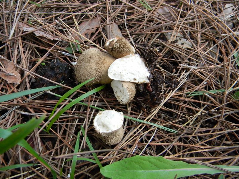 15) Fotogr. il 13.11.12. sotto pineta marina con Leccio