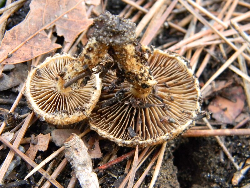 16) Fotogr.il 13.11.12. sotto pineta marina con Leccio