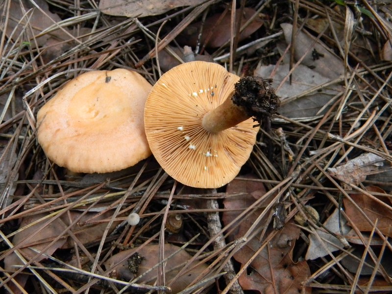 17) Fotogr. il 13.11.12. sotto  pineta marina con Leccio