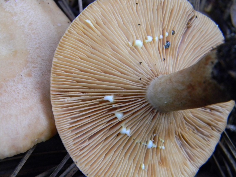 17) Fotogr. il 13.11.12. sotto  pineta marina con Leccio