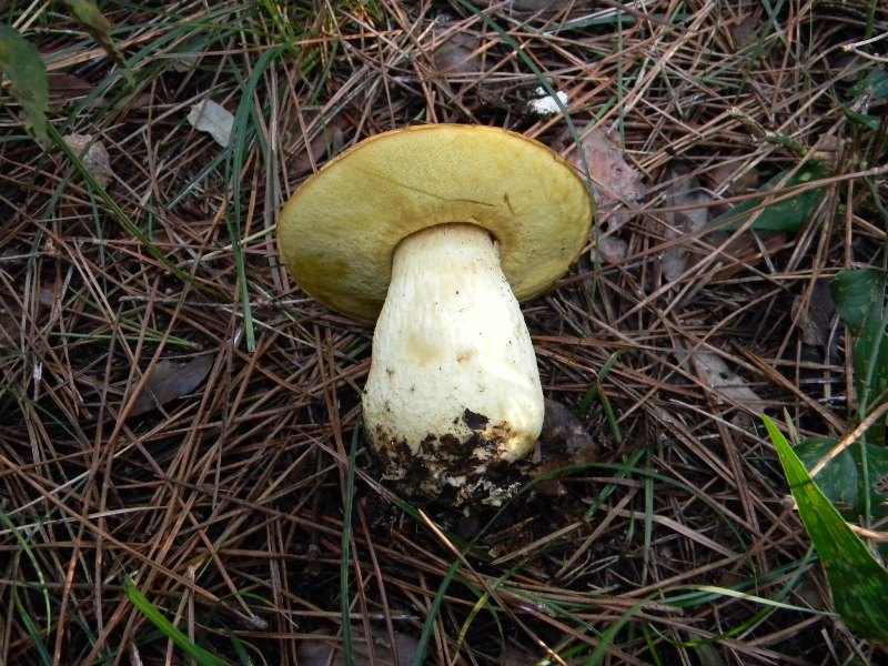 20) Fotogr. il 13.11.12. sotto pineta marina con Leccio