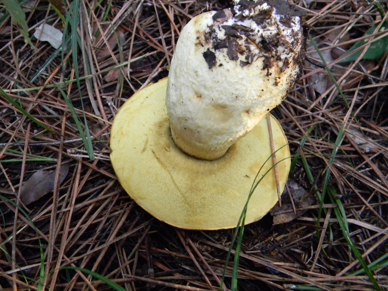 20) Fotogr. il 13.11.12. sotto pineta marina con Leccio