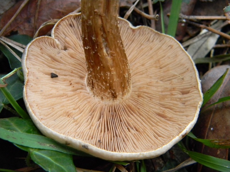 21) Fotogr. il.13.11.12. sottto pineta marina con Leccio