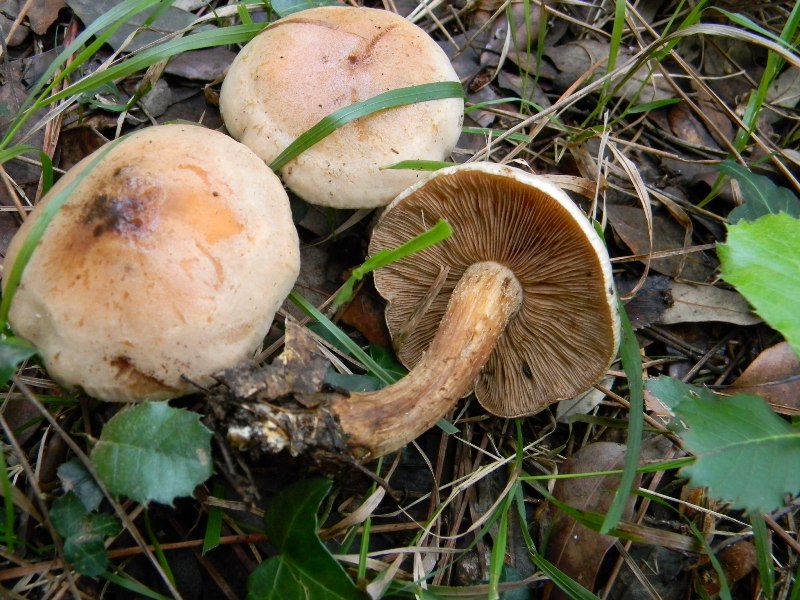 21) Fotogr. il.13.11.12. sottto pineta marina con Leccio