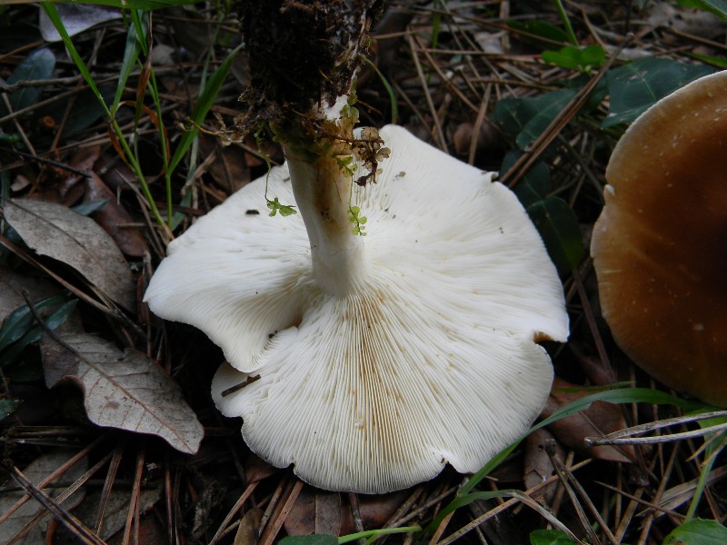 29) Fotogr. il 13.11.12. sotto pineta marina con Leccio