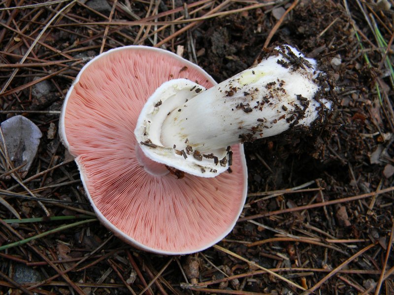 25) Fotogr il 13.11.12. sotto pineta marina con Leccio