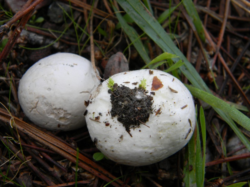 8) Fotog. il 13.11.12. sotto pineta marina con Leccio