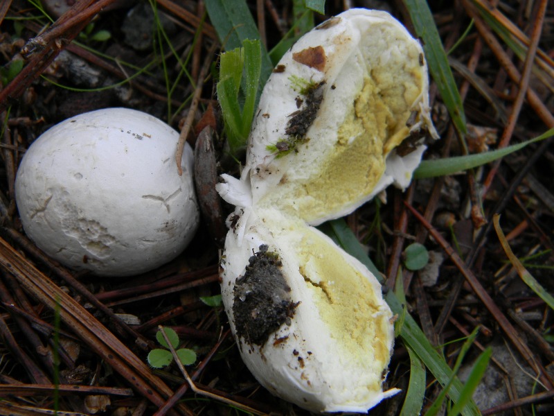 8) Fotog. il 13.11.12. sotto pineta marina con Leccio