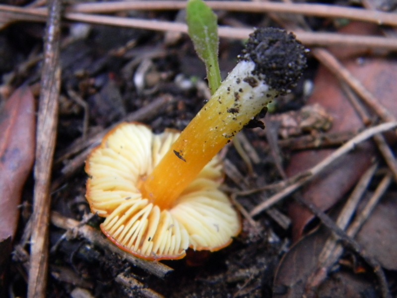 18) Fotogr. il 13.11.12.sotto pineta marina con Leccio