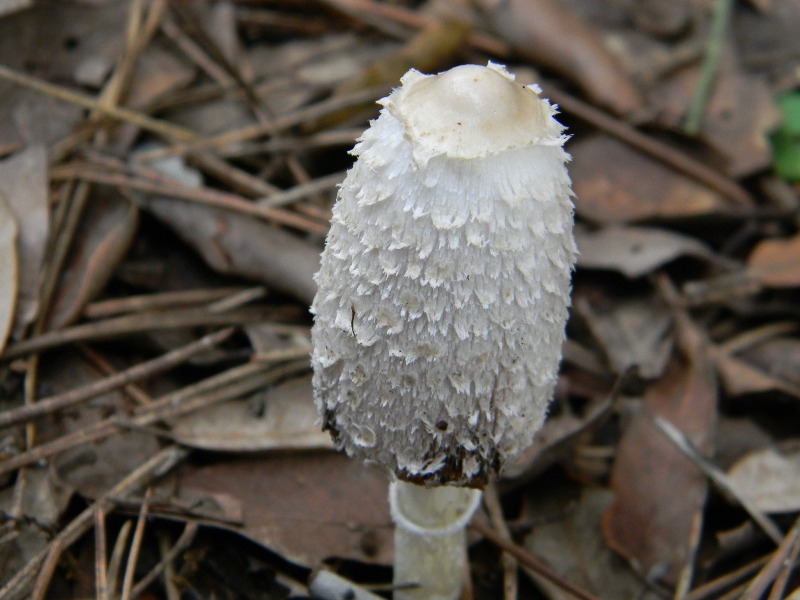 33) Fotogr. il 13.11.12. sotto pineta marina con Leccio