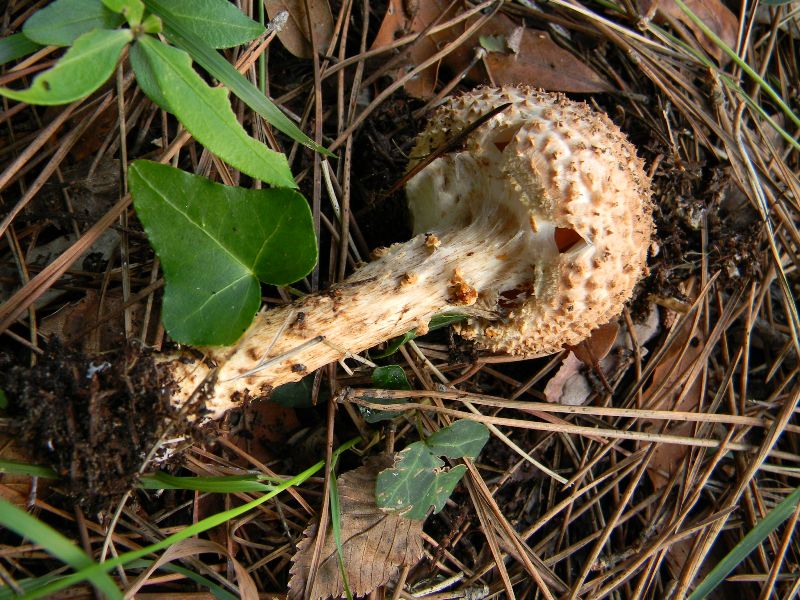 40) Fotogr. il 13.11.12. sotto pineta marina con leccio