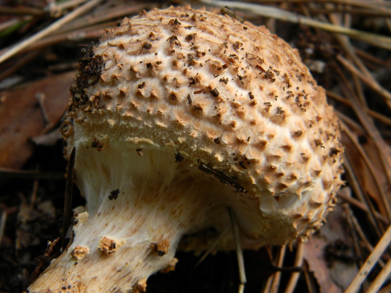 40) Fotogr. il 13.11.12. sotto pineta marina con leccio