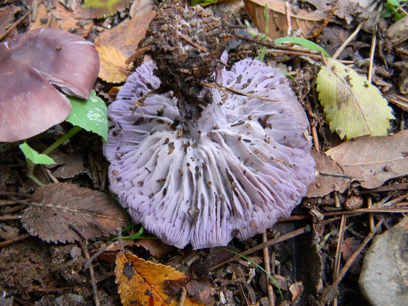 28) Fotogr. il 13.11.12. sotto pineta marina con Leccio