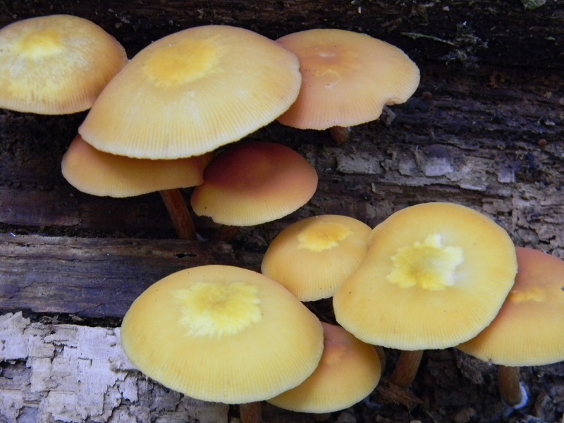 5) Fotogr.  il 29.08.2014.sotto Quercia legnicolo