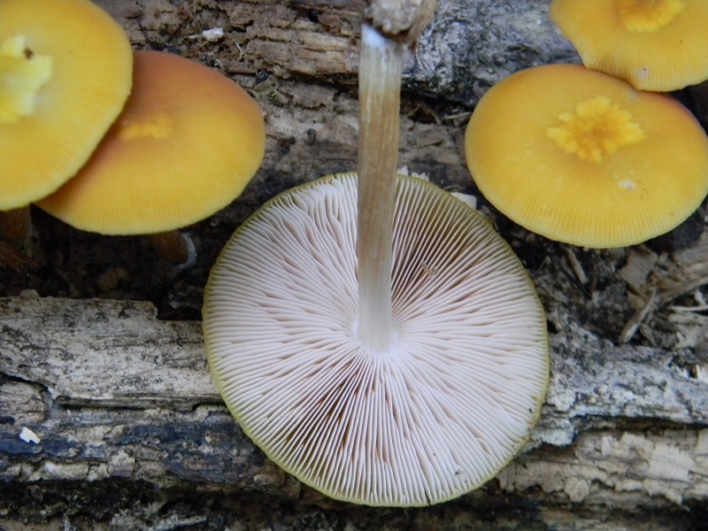 5) Fotogr.  il 29.08.2014.sotto Quercia legnicolo