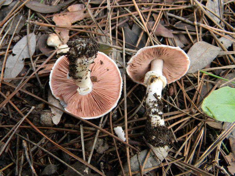 30) Fotog.il 13.11.12. sotto pineta marina con Leccio