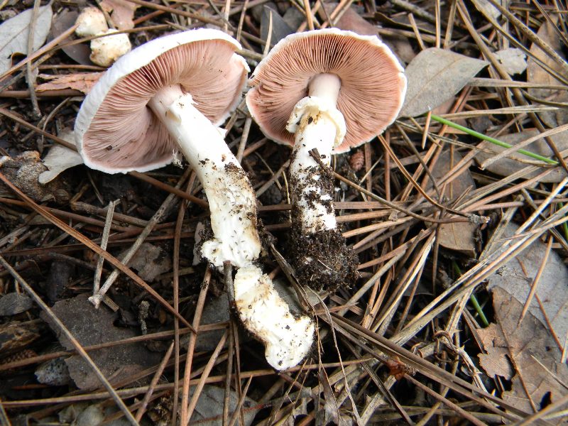 30) Fotog.il 13.11.12. sotto pineta marina con Leccio