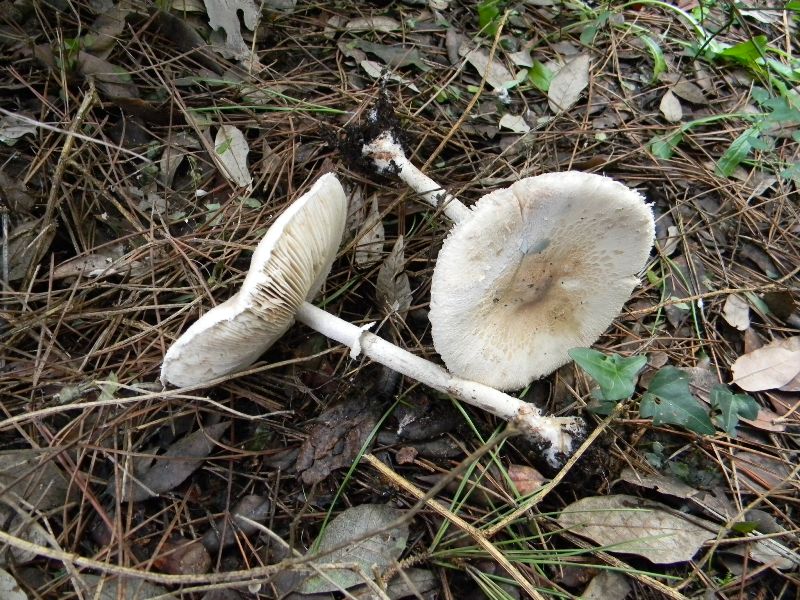 27) Fotogr. il 13.11.12. sotto pineta marina con Leccio