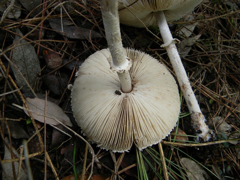 27) Fotogr. il 13.11.12. sotto pineta marina con Leccio