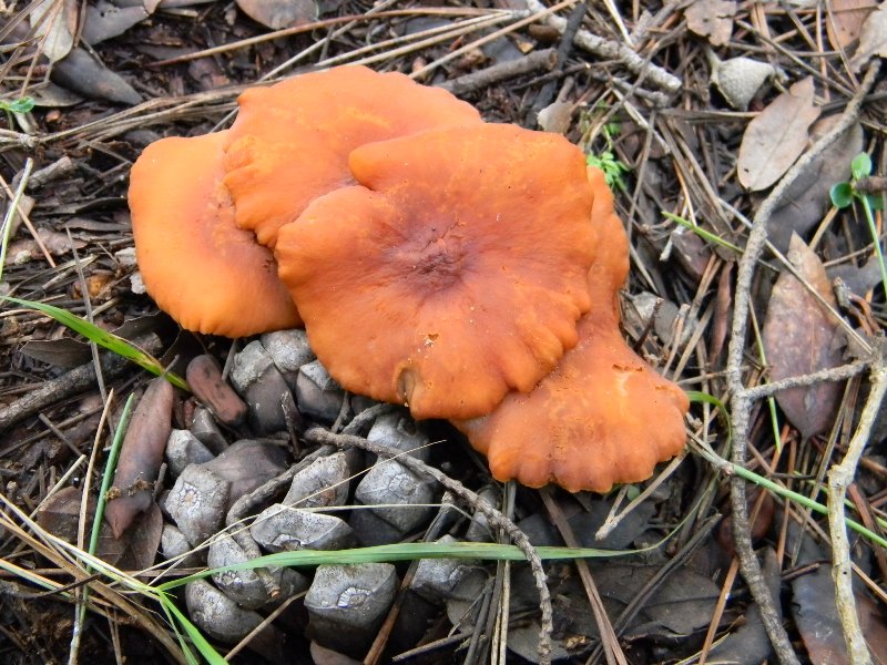 26) Fotogr. il 13.11.1.2. sotto Pineta marina con Leccio