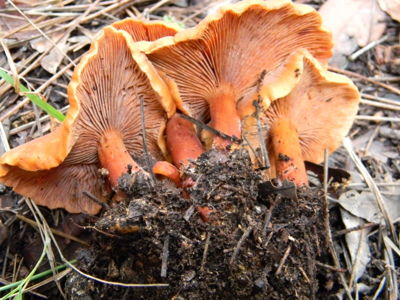 26) Fotogr. il 13.11.1.2. sotto Pineta marina con Leccio