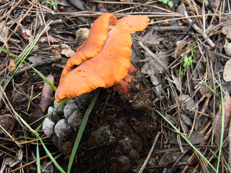 26) Fotogr. il 13.11.1.2. sotto Pineta marina con Leccio