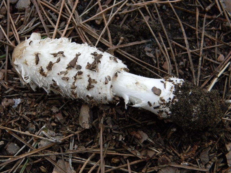 39) Fotogr. il 13.11.12. sotto pineta marina con Leccio